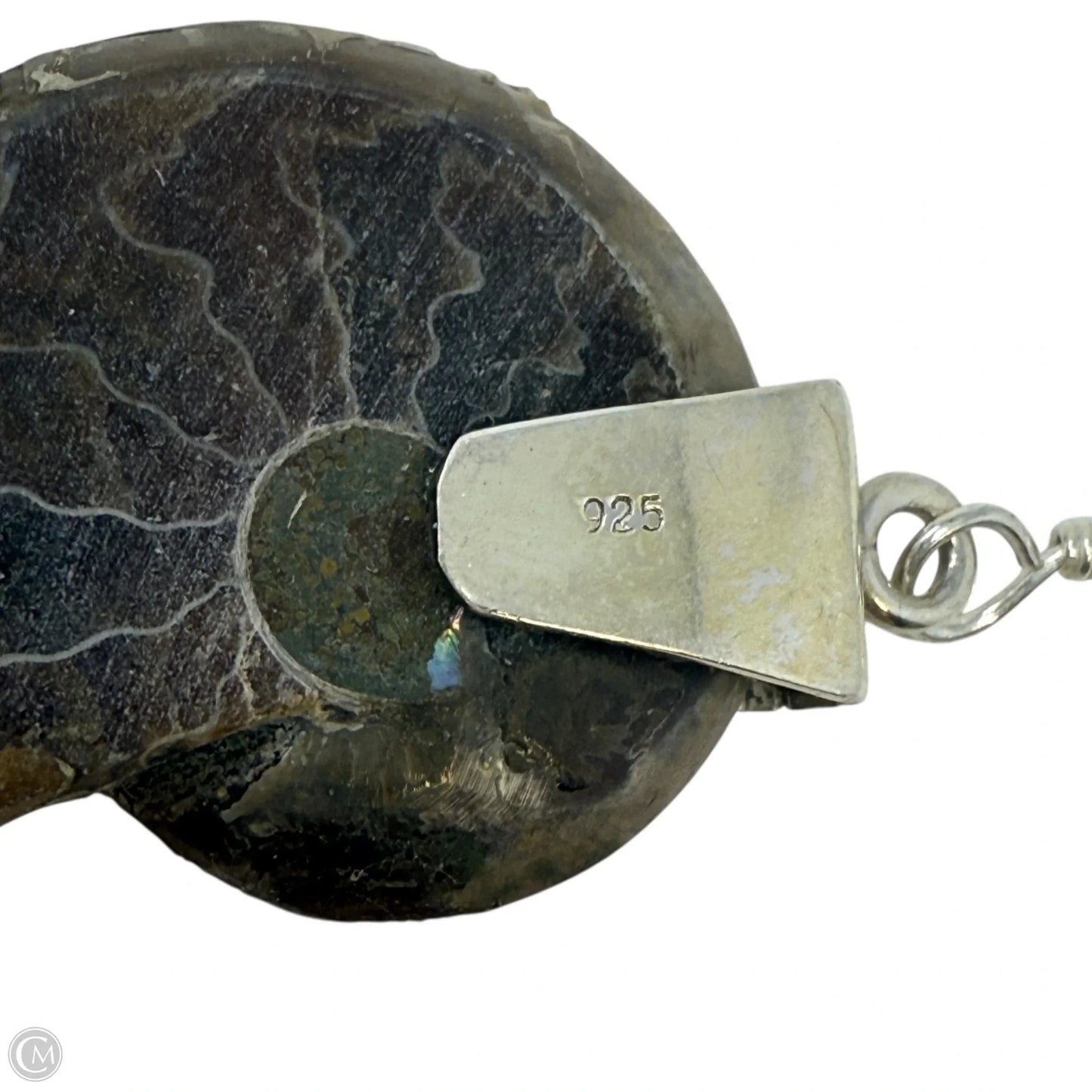 Sterling Silver & Ammonite Shell Dangle Earrings