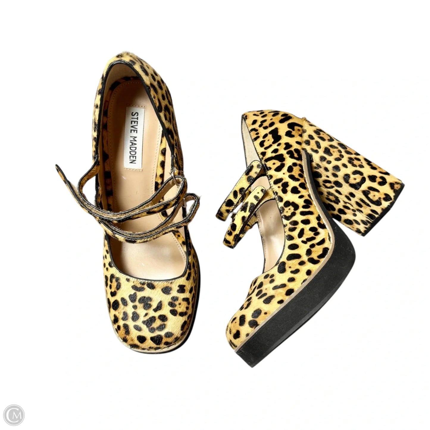 Shoes Heels Block By Steve Madden In Leopard Print, Size: 8.5